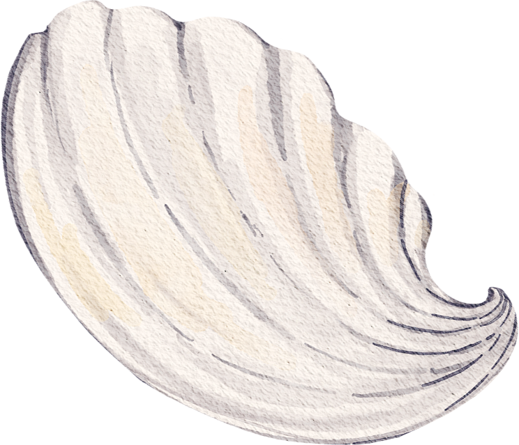 Soft watercolor seashell graphic used in Little Pearls Pediatric Dentistry branding design.