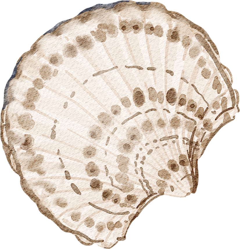 Delicate watercolor scallop shell element for Little Pearls Pediatric Dentistry’s coastal theme
